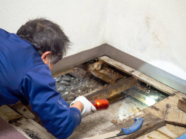 Best Water Damage Restoration  in Shepherd, TX