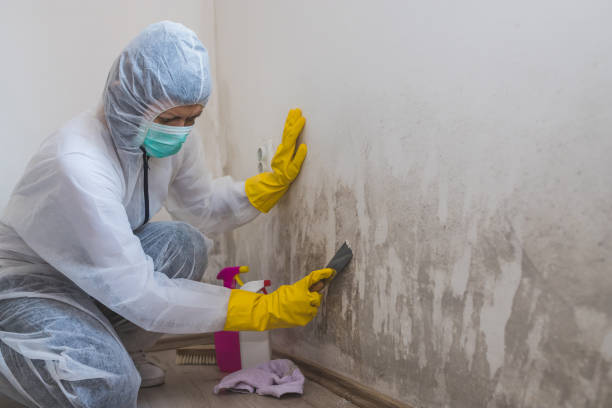 Best Toxic Mold Removal  in Shepherd, TX