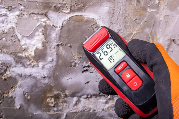 Best Affordable Mold Removal  in Shepherd, TX