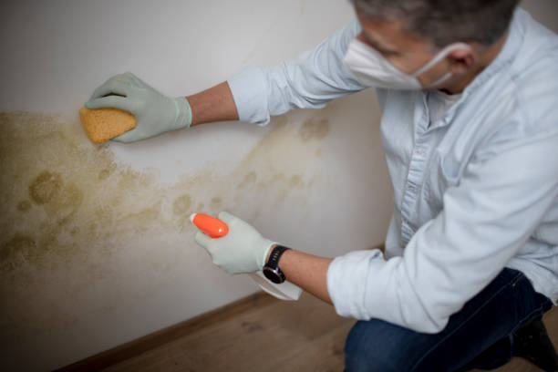 Home Mold Removal in Shepherd, TX