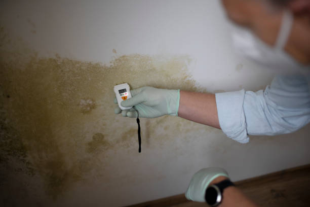 Best Mold Removal Company Near Me  in Shepherd, TX