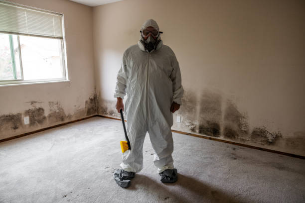 Best Commercial Mold Removal  in Shepherd, TX