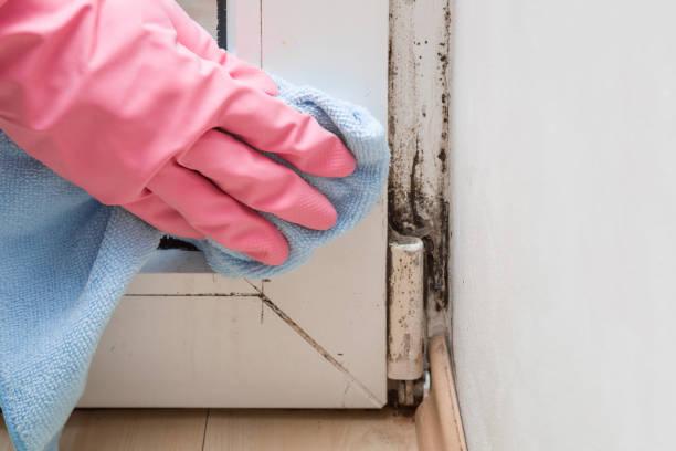 Best Mold Cleaning Services  in Shepherd, TX